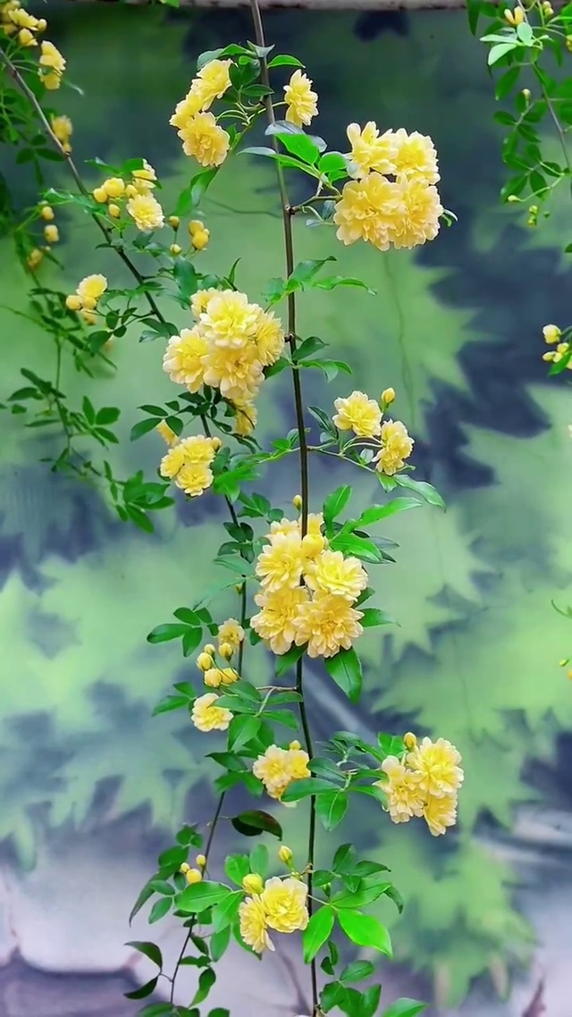 风吹花会动