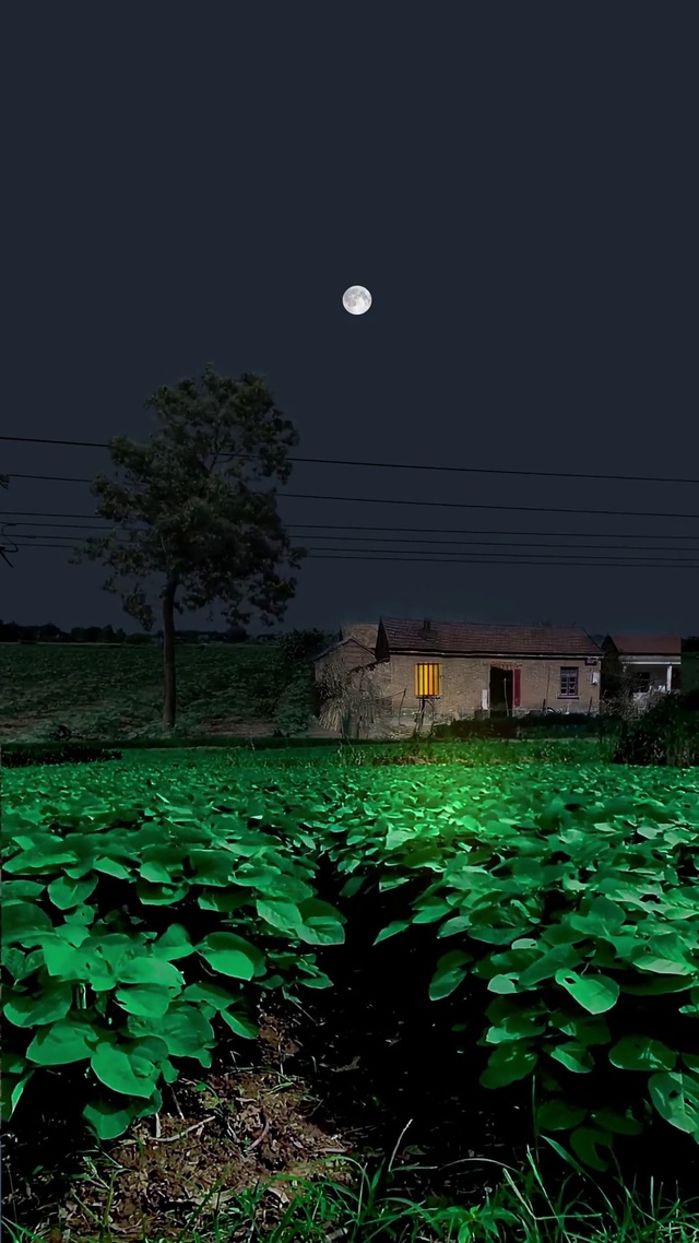 治愈系4k动态壁纸②