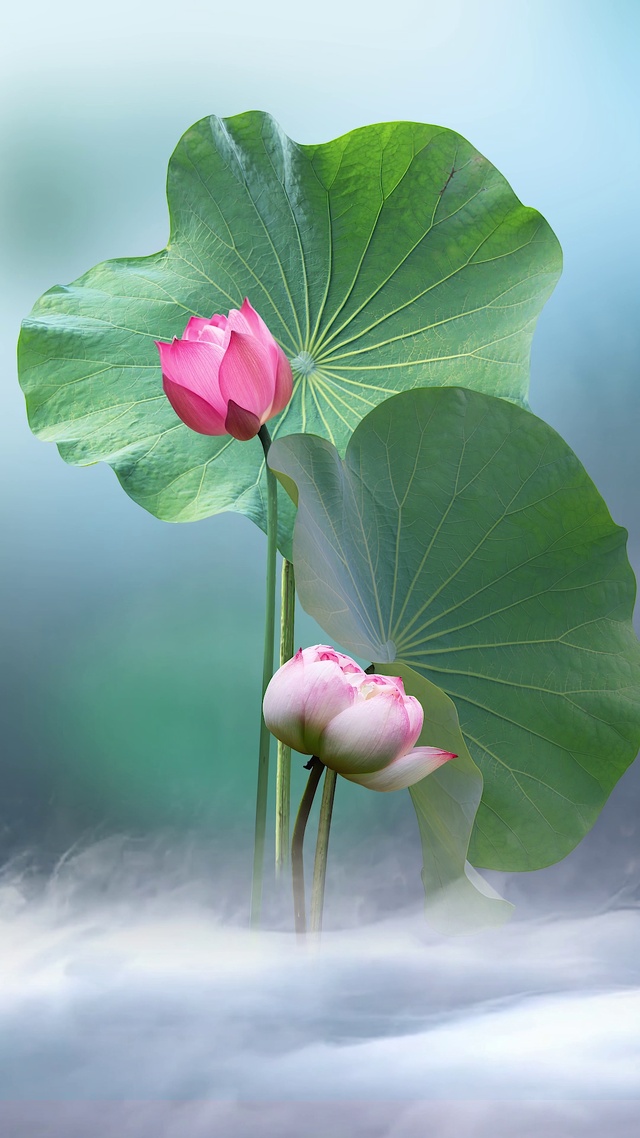 治愈动态荷花壁纸
