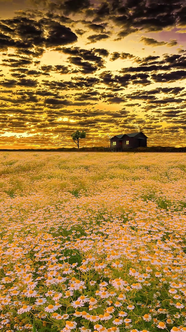 唯美晚霞雏菊花海