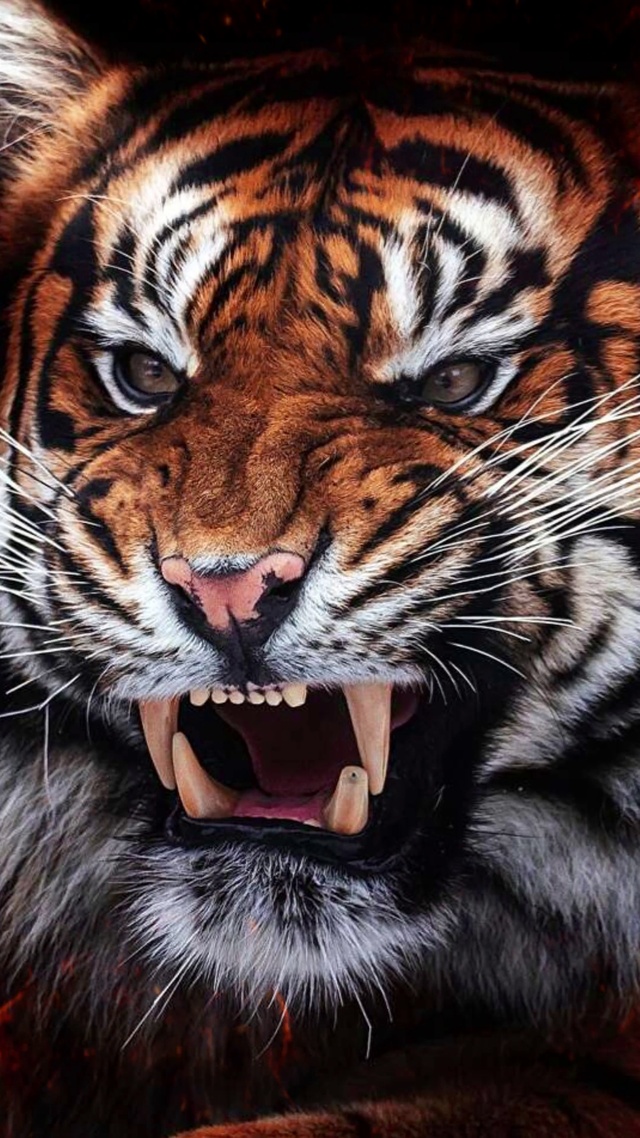 虎啸 动物手机动态壁纸 动物手机壁纸下载 元气壁纸 虎啸 动物手机动态壁纸 动物手机壁纸下载 元气壁纸