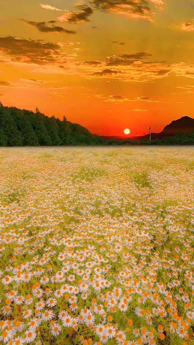 爆款卡点意境治愈夕阳花海