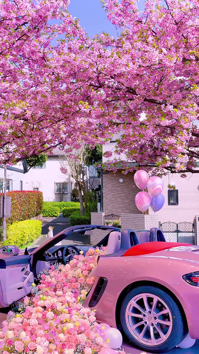 漂亮樱花浪漫车