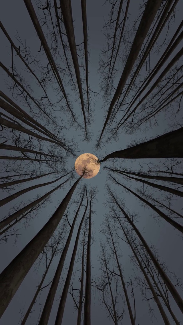 明月照心头，枯枝惹人愁