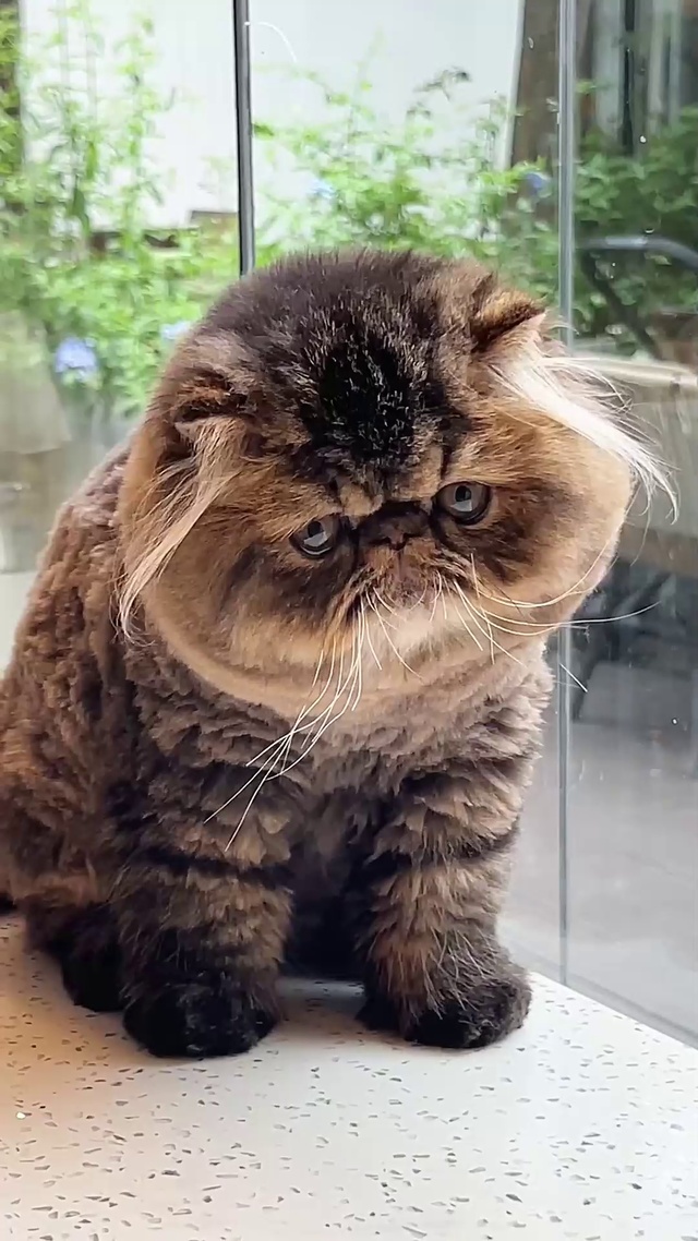 丑萌可爱的猫咪_1