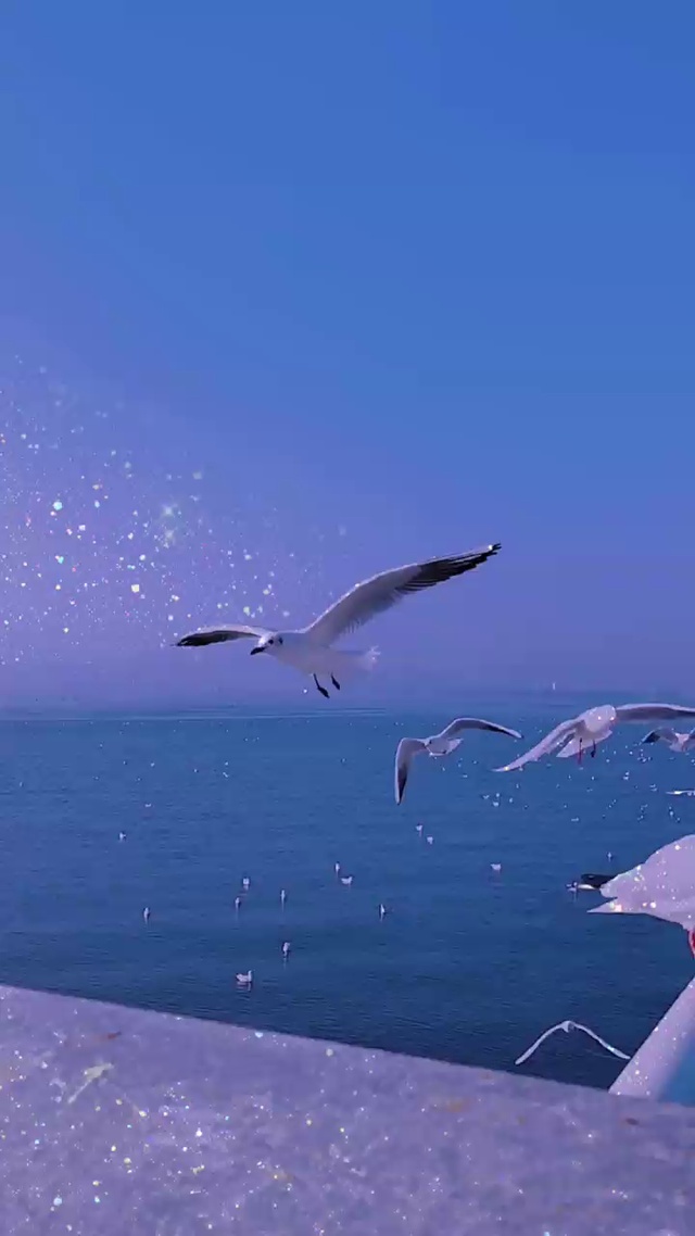 海鸥