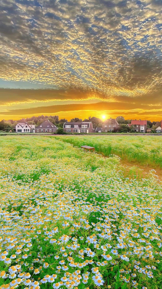 浪漫治愈小雏菊