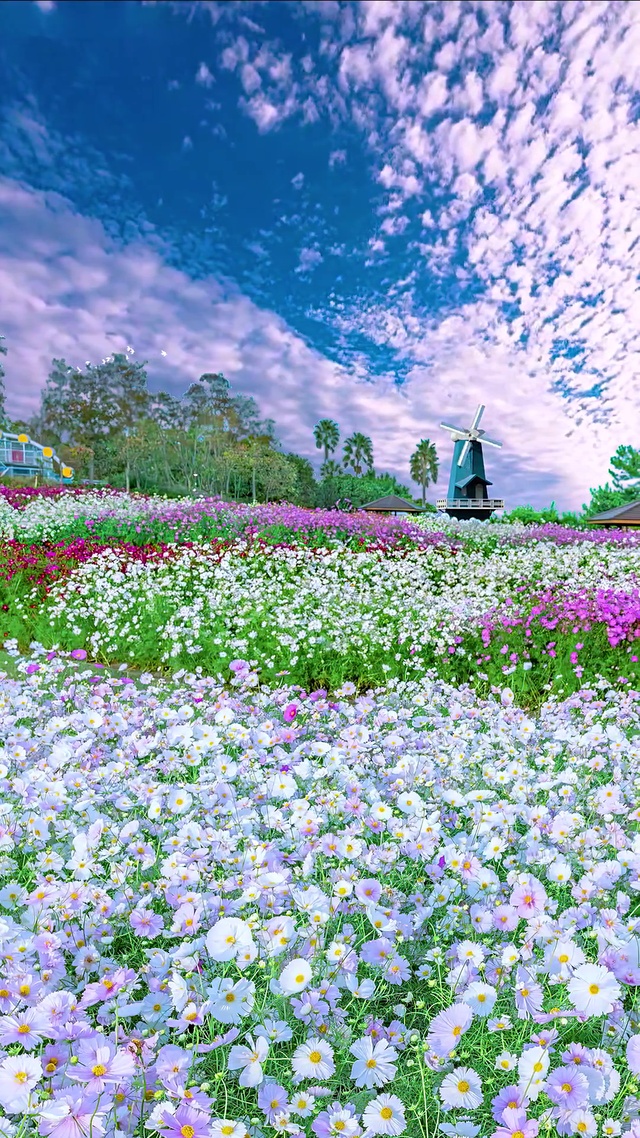 唯美清新小白花