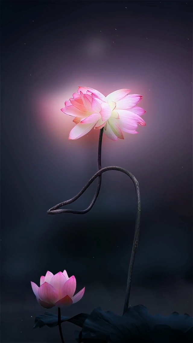 唯美荷花