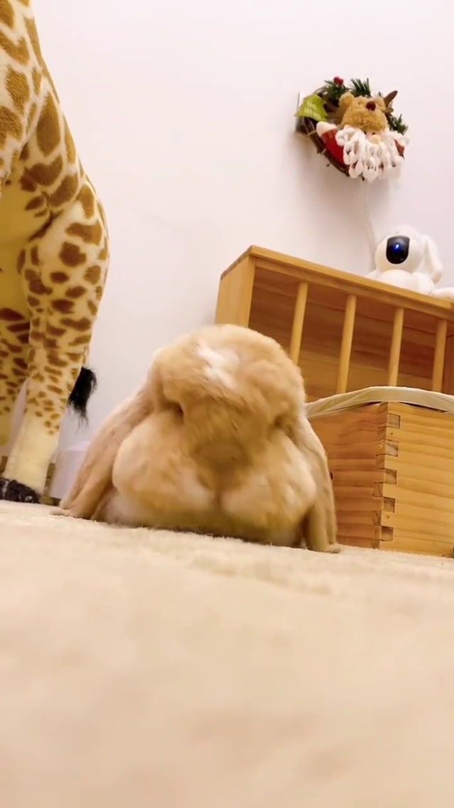 软萌小兔子