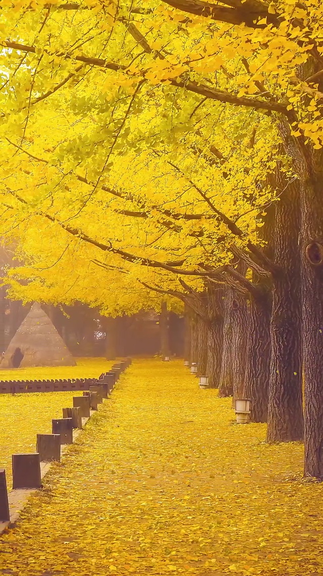 与你等风来，共绘秋之色！