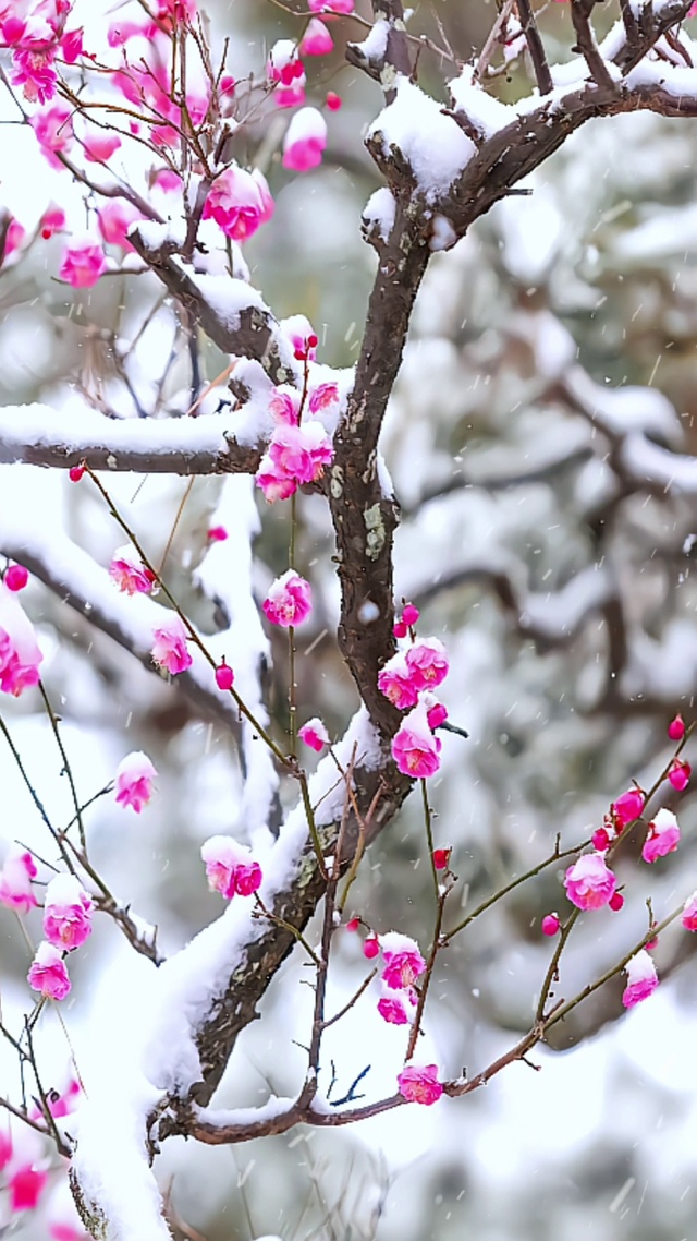 风雪梅花三弄