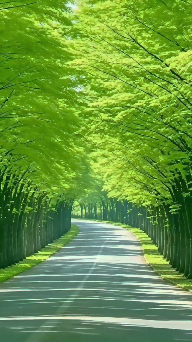 护眼林荫大道4K
