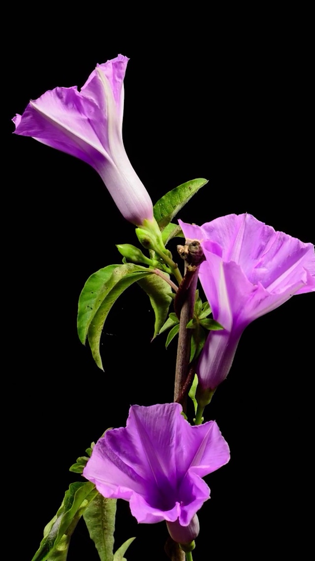 唯美紫色牵牛花