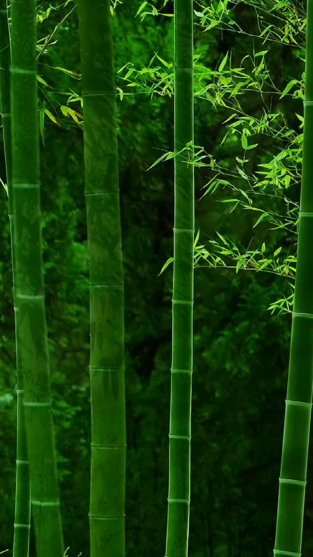 青翠竹枝节节秀，酷暑寒冬轻摆渡