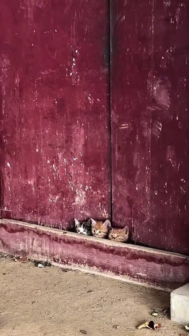 屋门口的三只小猫_1_1