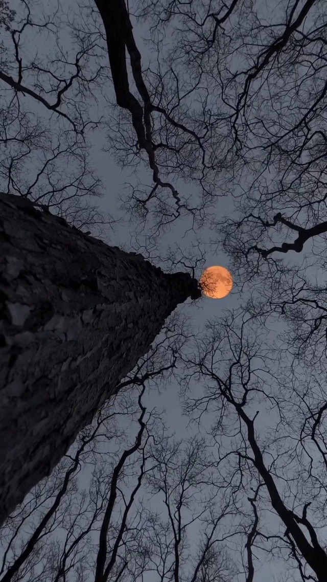 生活不易，月亮依旧很美