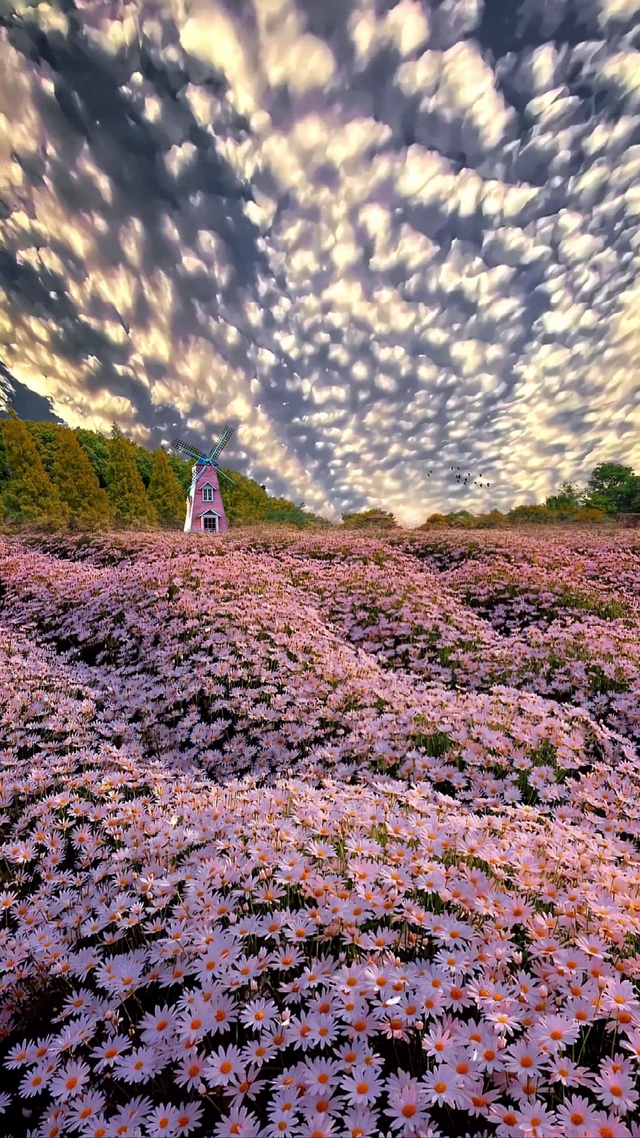 浪漫雏菊花海
