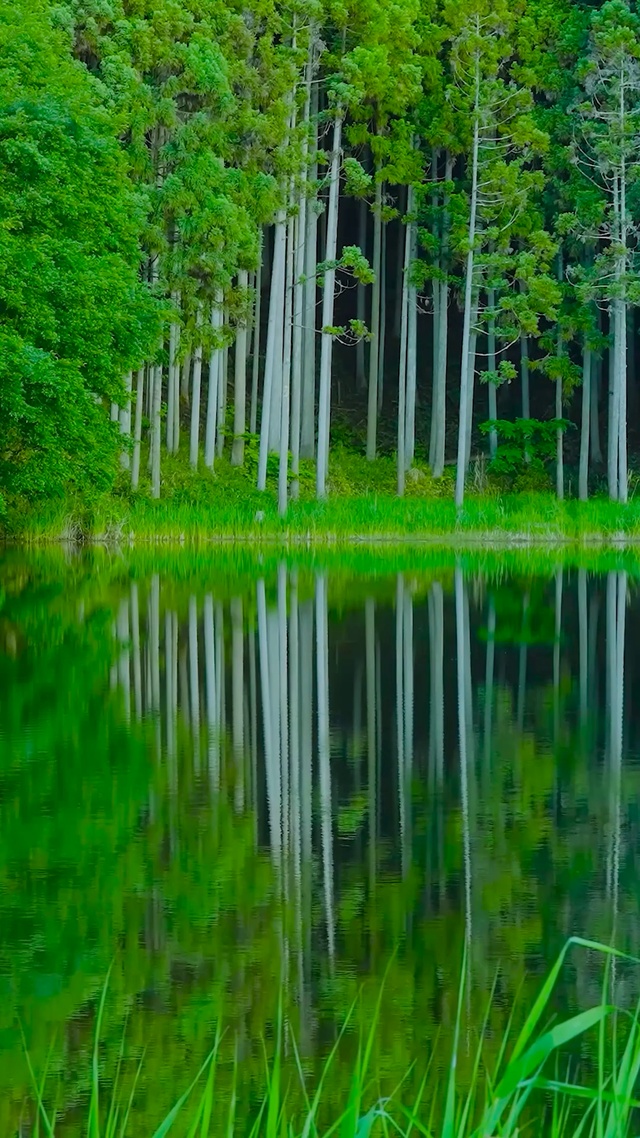 夏日护眼绿林湖面