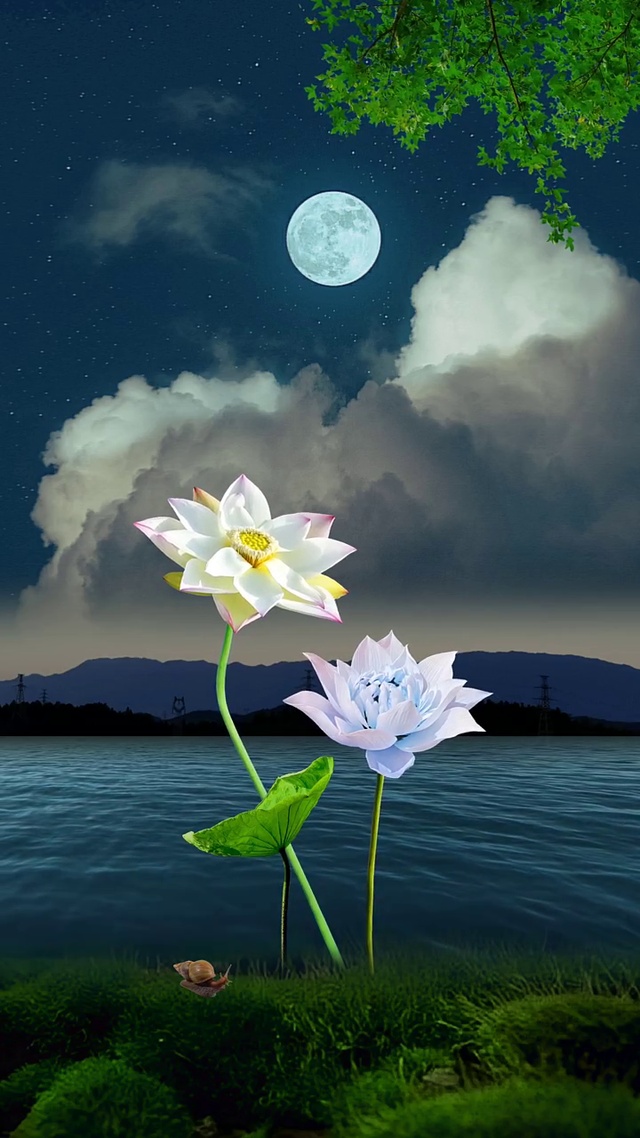 唯美荷花动态图