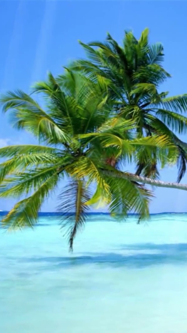 唯美海边阳光椰子树