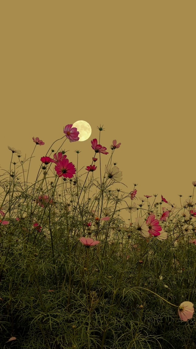 4K超清唯美月光