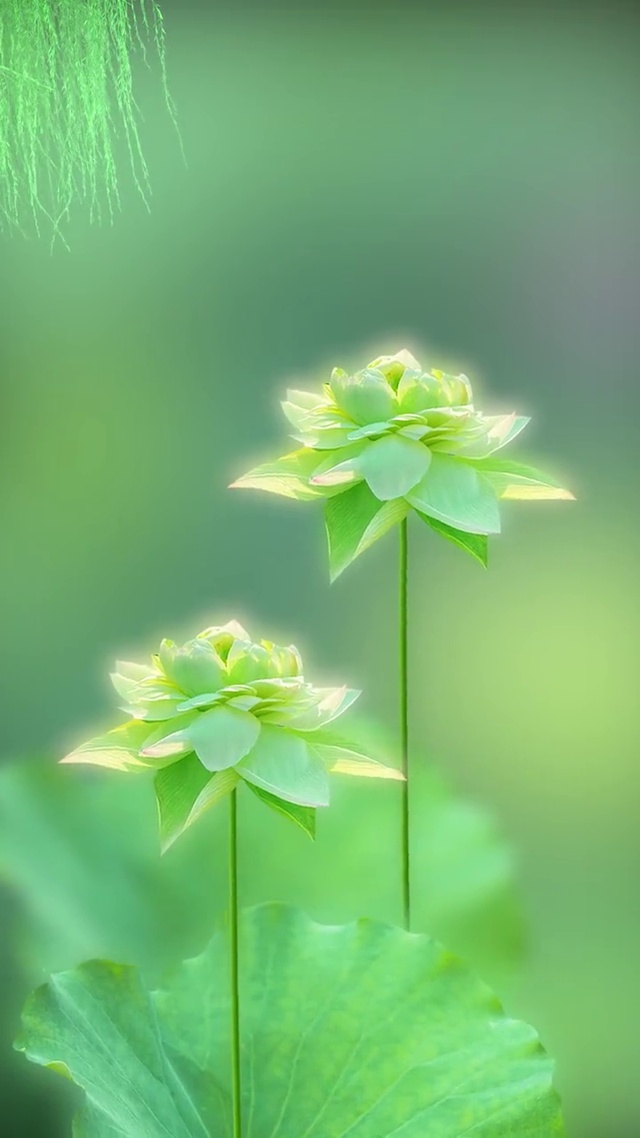 治愈系荷花壁纸