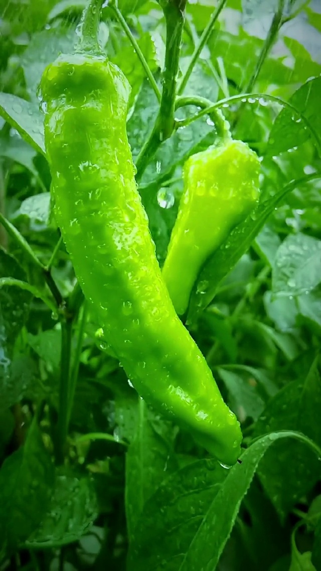 小雨知时节