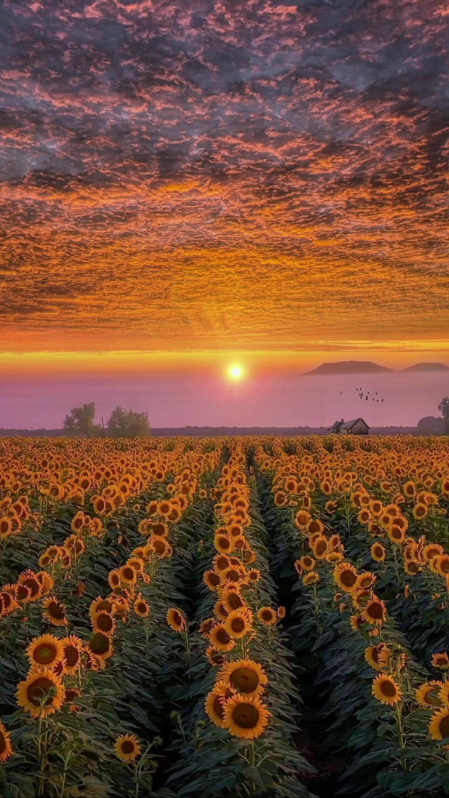 爆款向日葵花海