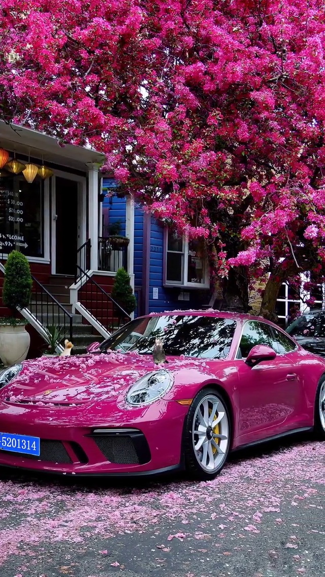 一生所求爱与自由