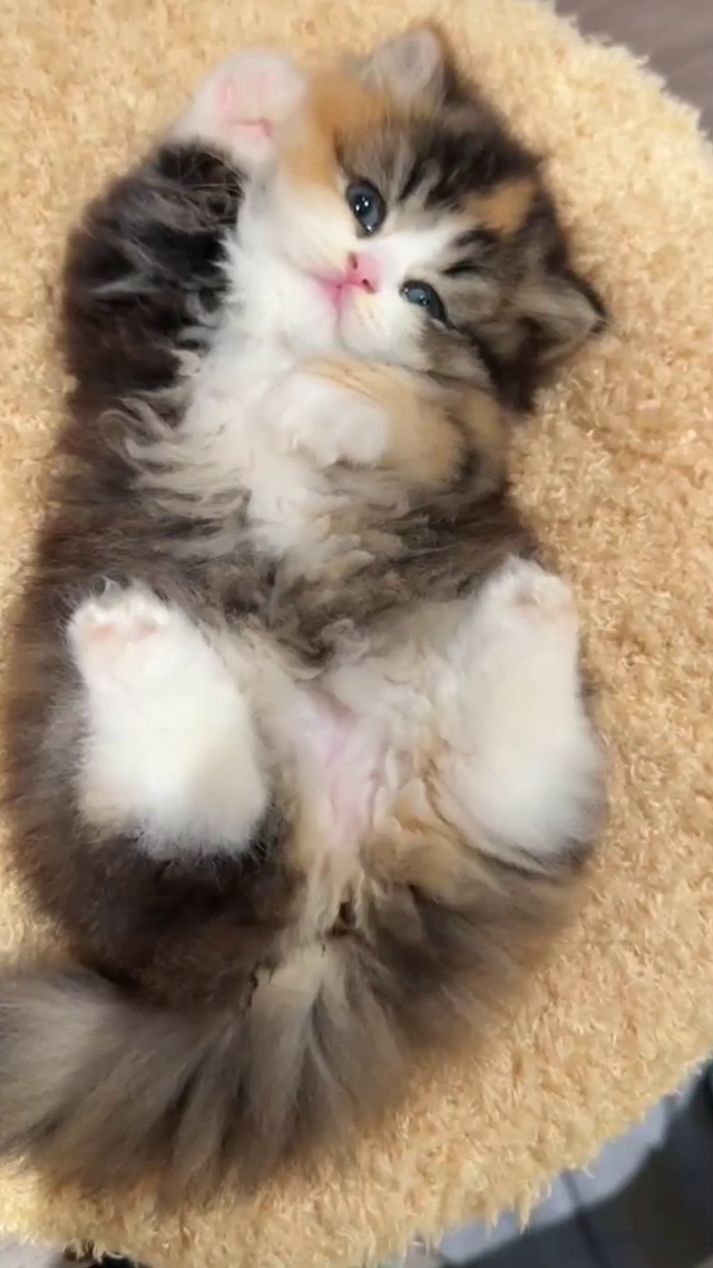 软萌可爱的小猫咪_1