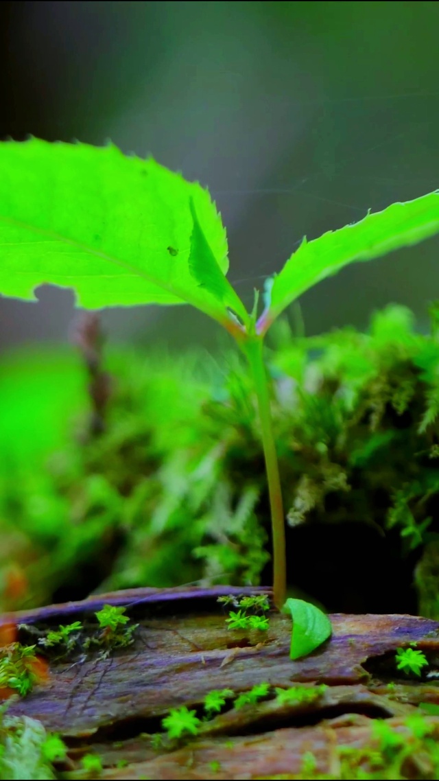 4K唯美小清新绿植