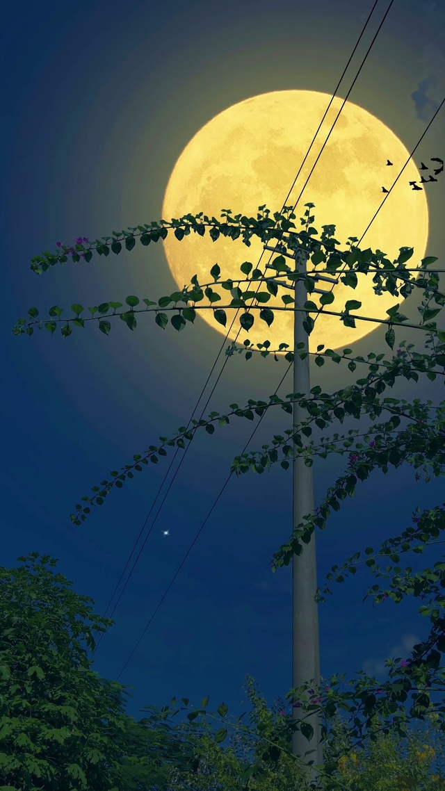 4K超清月光如水