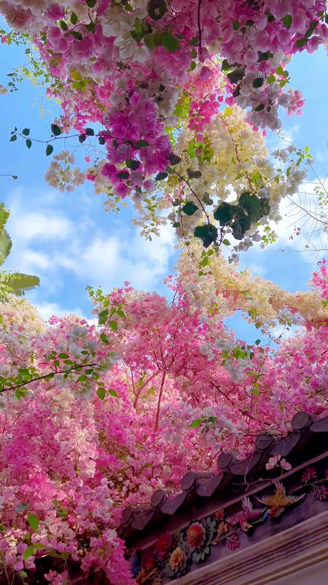 花团景簇(风景手机动态壁纸) - 风景手机壁纸下载 - 元气壁纸