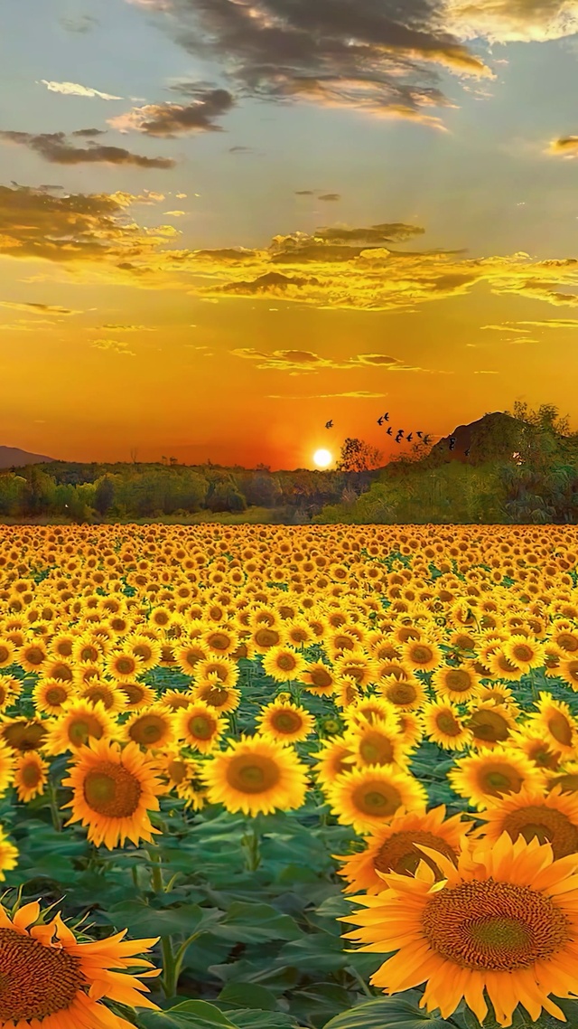 爆款晚霞向日葵花海