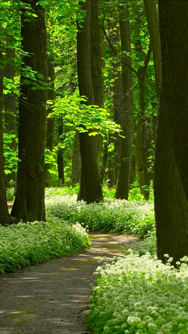 夏日阳光森林小路 