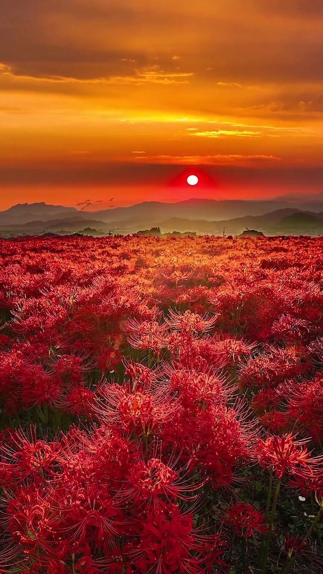 彼岸花海