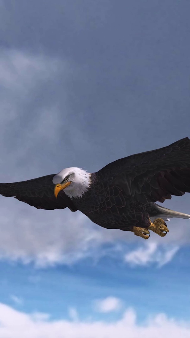 4K 高清 飞翔的老鹰