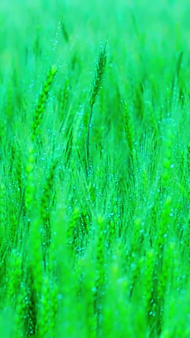 护眼雨中麦穗4K