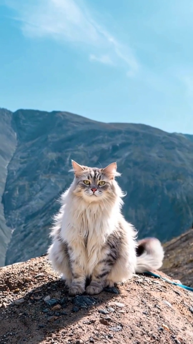 猫咪