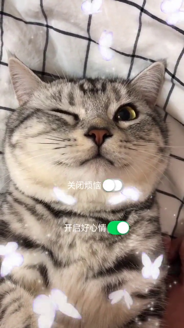 小猫