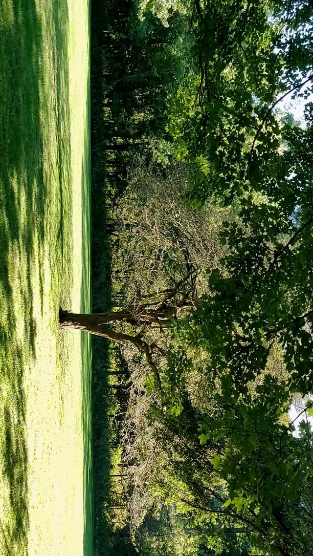 绿色自然风景
