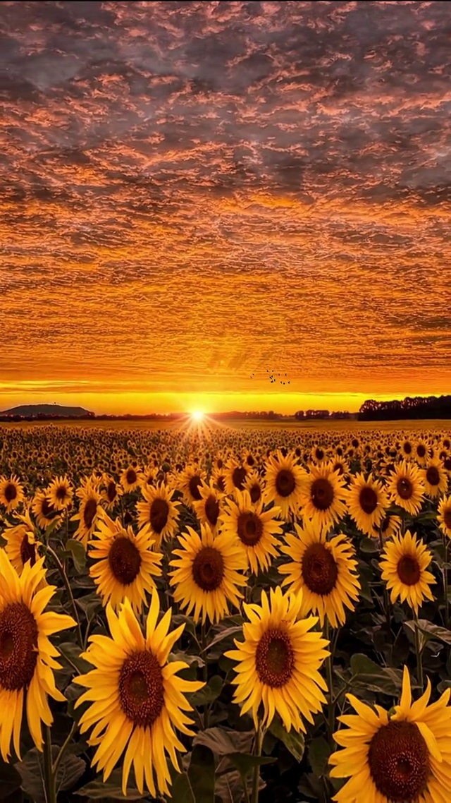 向日葵花语：你是我心之所向，我的心一直追随着你❤