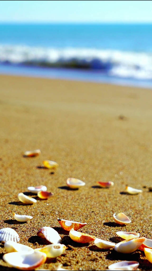 4K唯美海滩贝壳