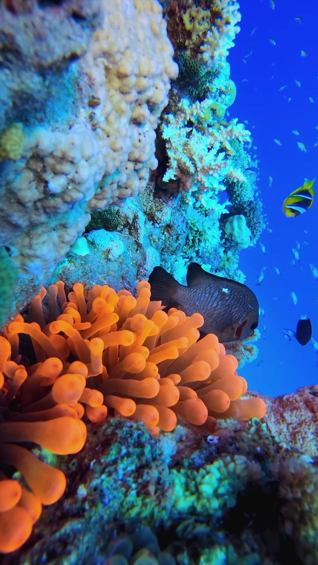 4k超清海底世界-竖屏