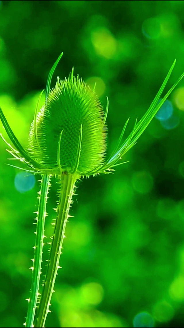 清新护眼绿植 4K