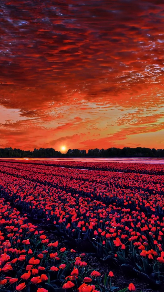 醉美郁金香花海