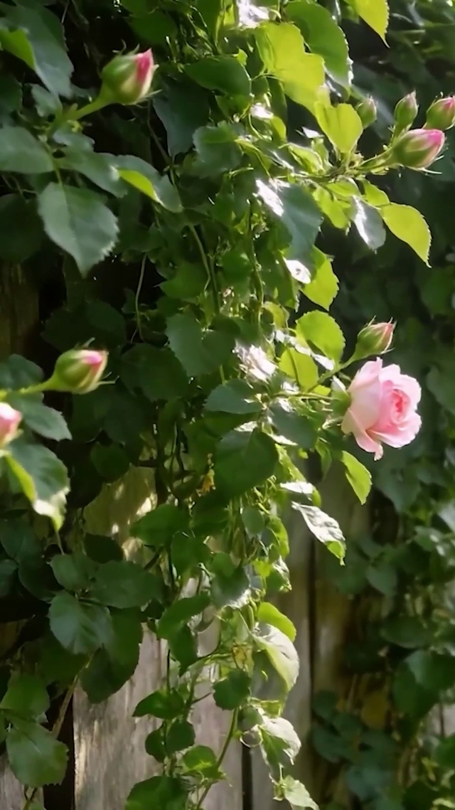 护眼花草树木