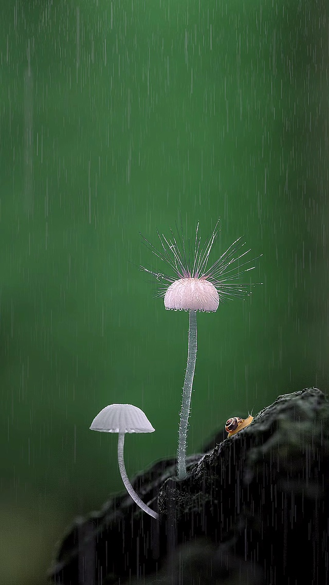 下雨天，记得早点回家。🐌