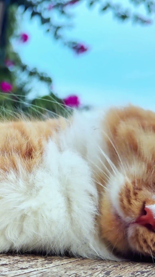 治愈猫咪4K